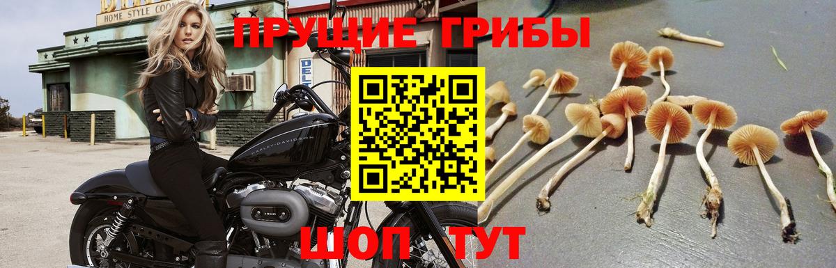 Волхов  Псилоцибиновые грибы MAGIC MUSHROOMS  Вход с VPN 